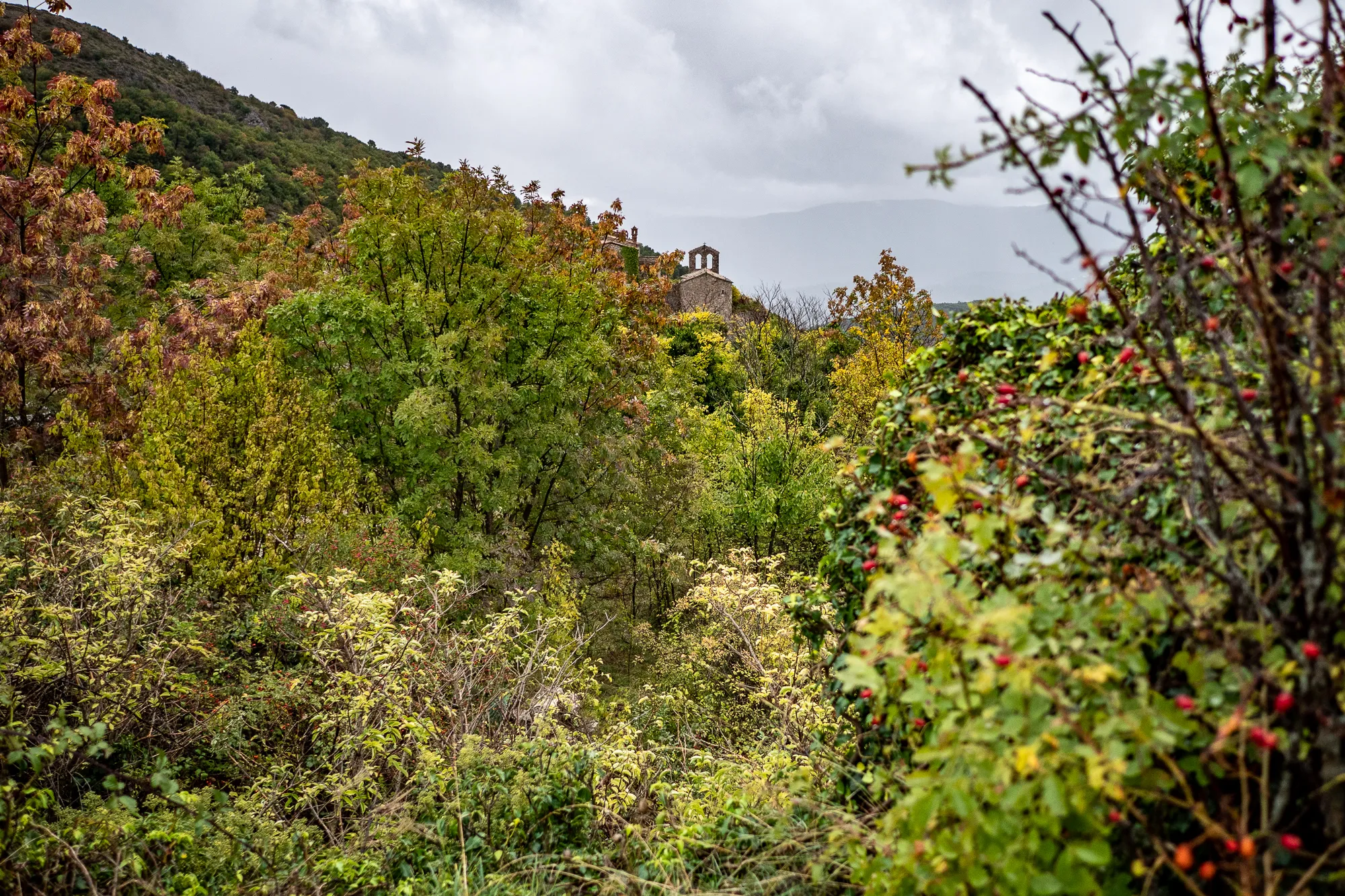 Wald mit bunten Blättern und Berg im Hintergrund unter bewölktem Himmel