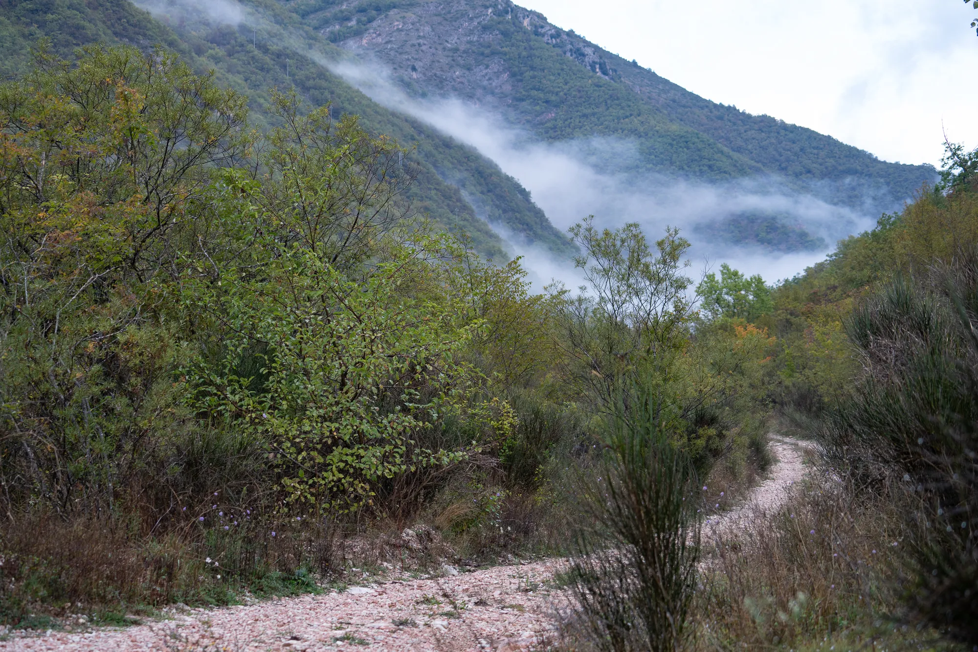 Waldweg zwischen Bäumen mit Nebel in den Bergen