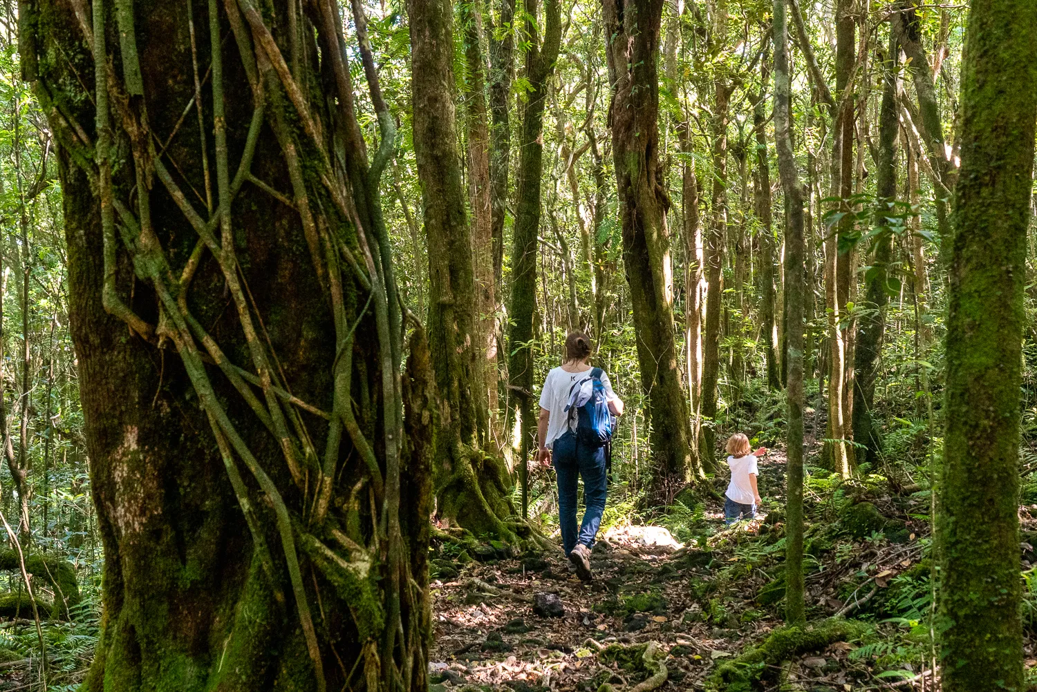 Zwei Personen wandern durch dichten Wald mit moosbewachsenen Bäumen und Sträuchern.