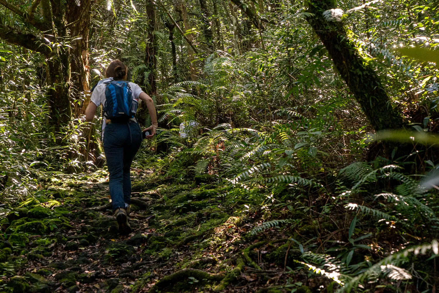 Mensch mit Rucksack wandert durch dichten Wald mit Moos und Farnen.