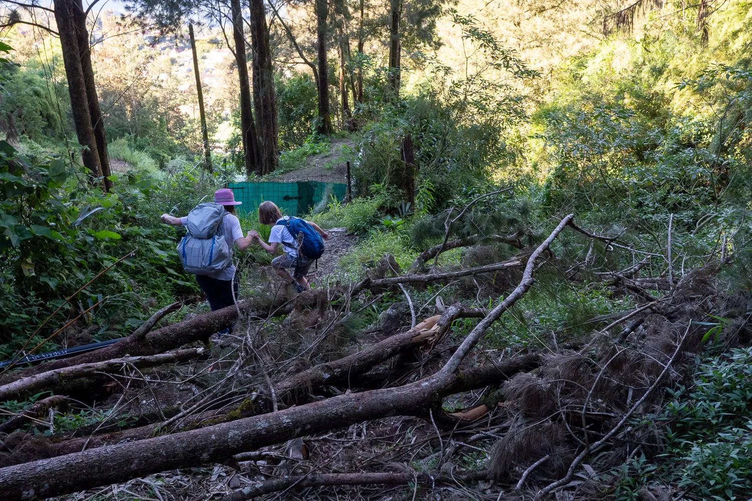 Zwei Wanderer mit Rucksäcken überqueren einen umgestürzten Baum im Wald.