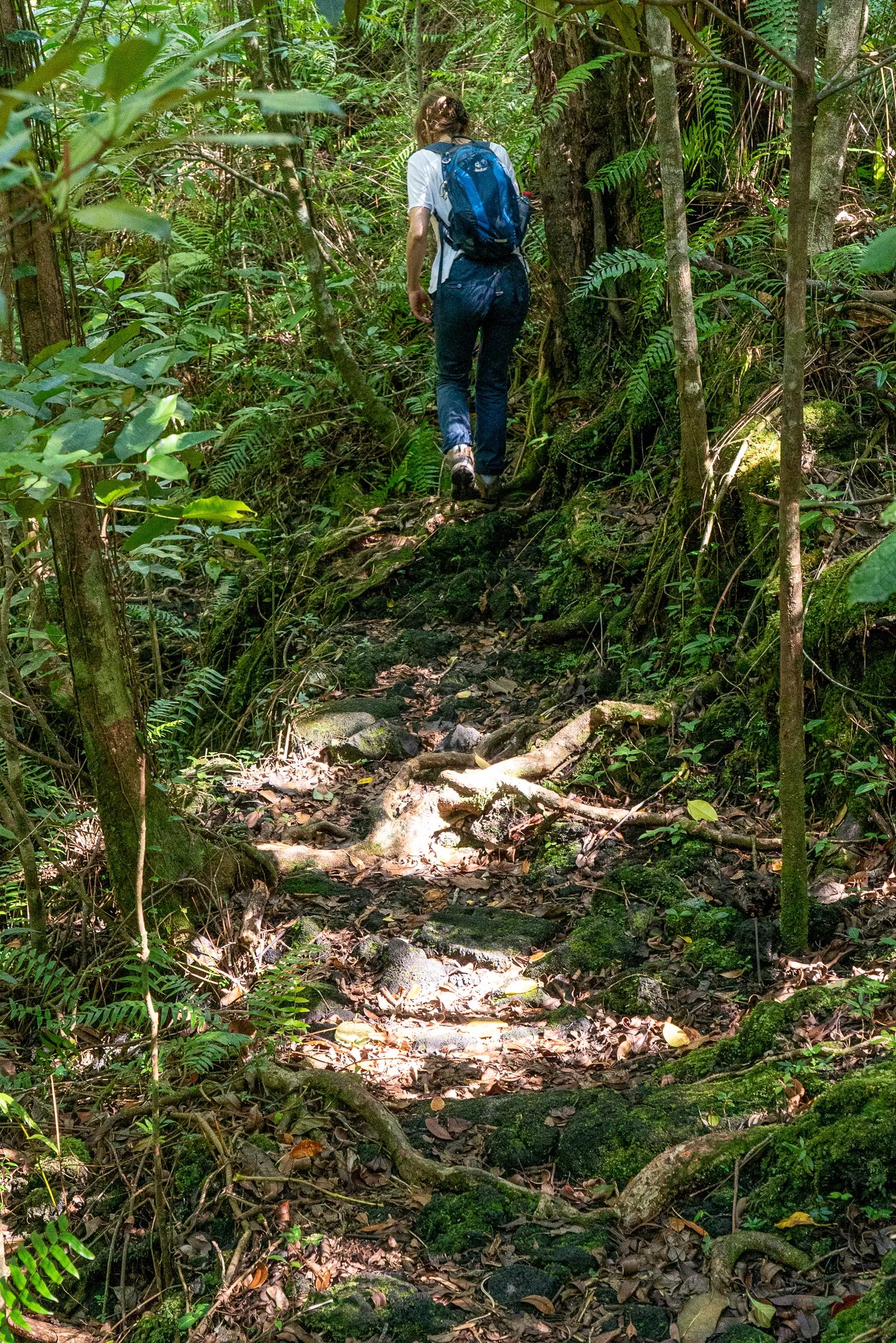 Menschen wandert auf schmalem Pfad durch dichten Wald mit Moos und Farnen.