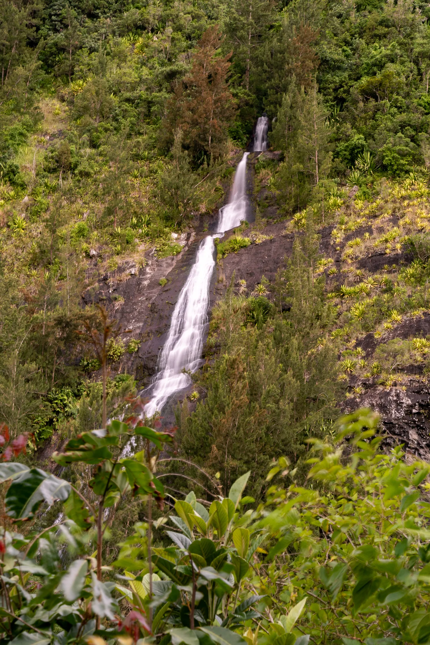 Wasserfall fällt durch dichten grünen Wald auf dunklem Fels.