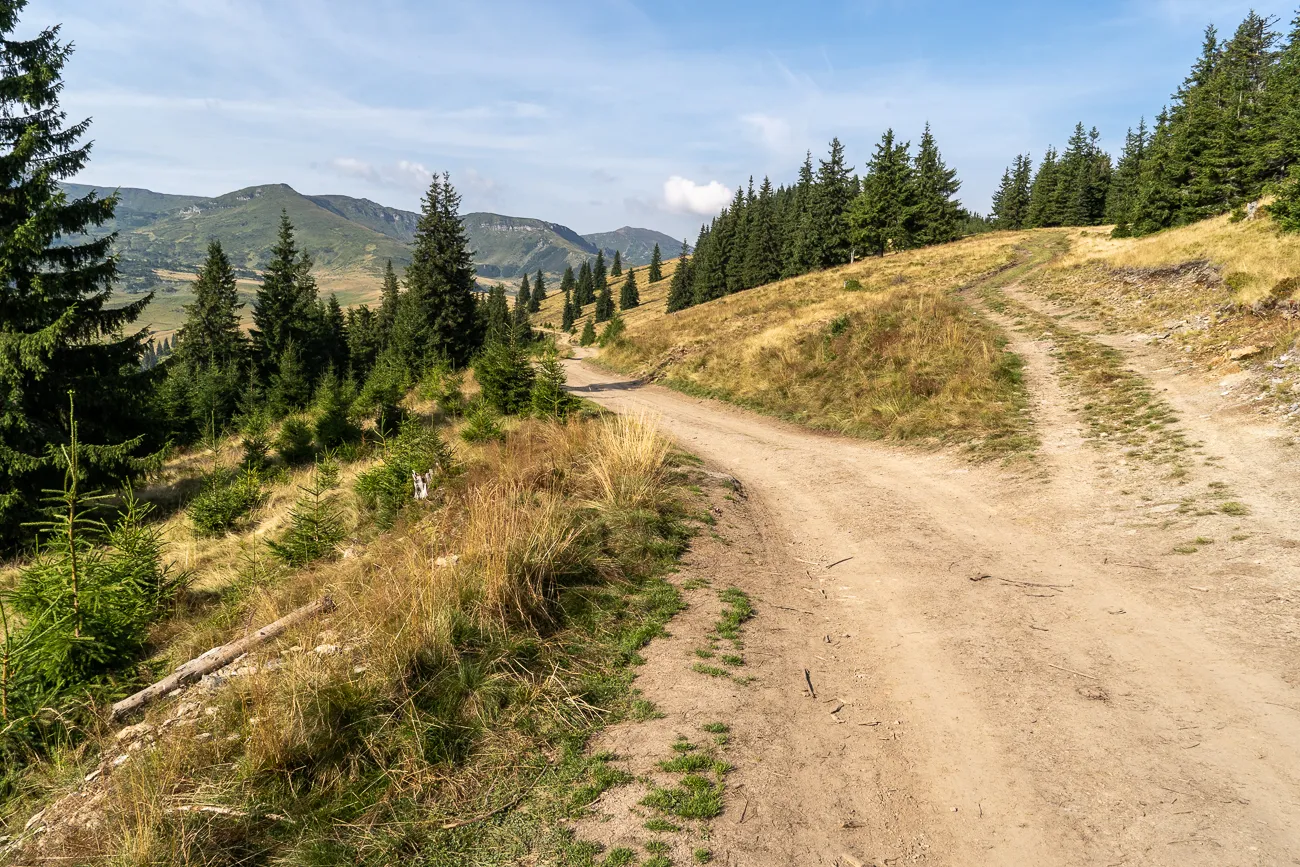 Weg durch Wald und Hügel im Rodna-Gebirge