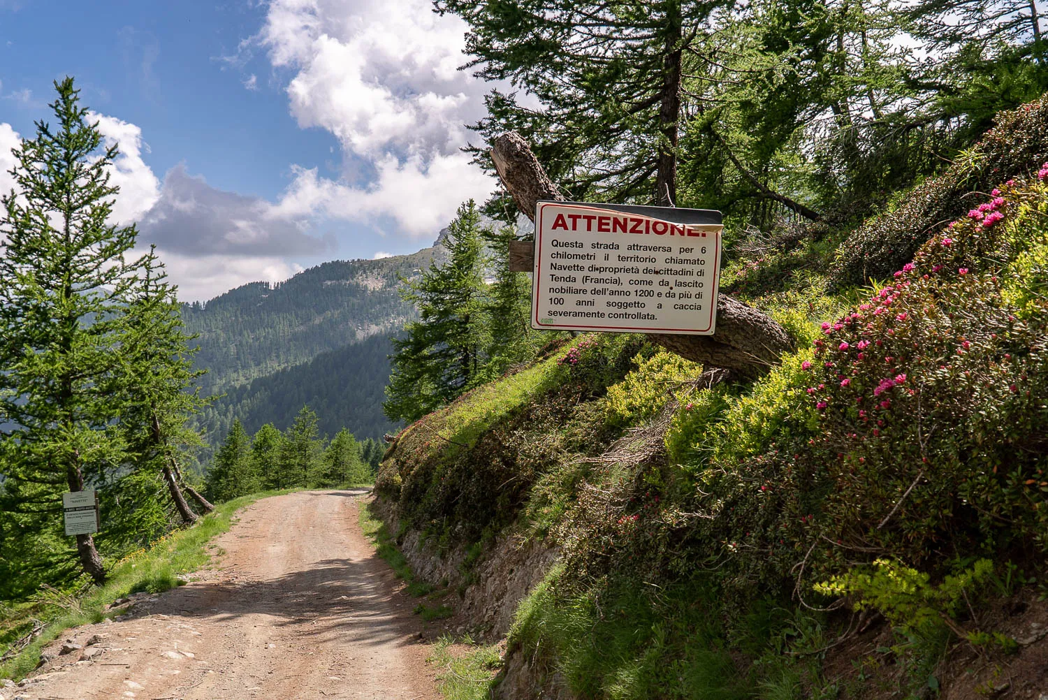 Wegweiser an einer Waldstraße mit Bergen im Hintergrund