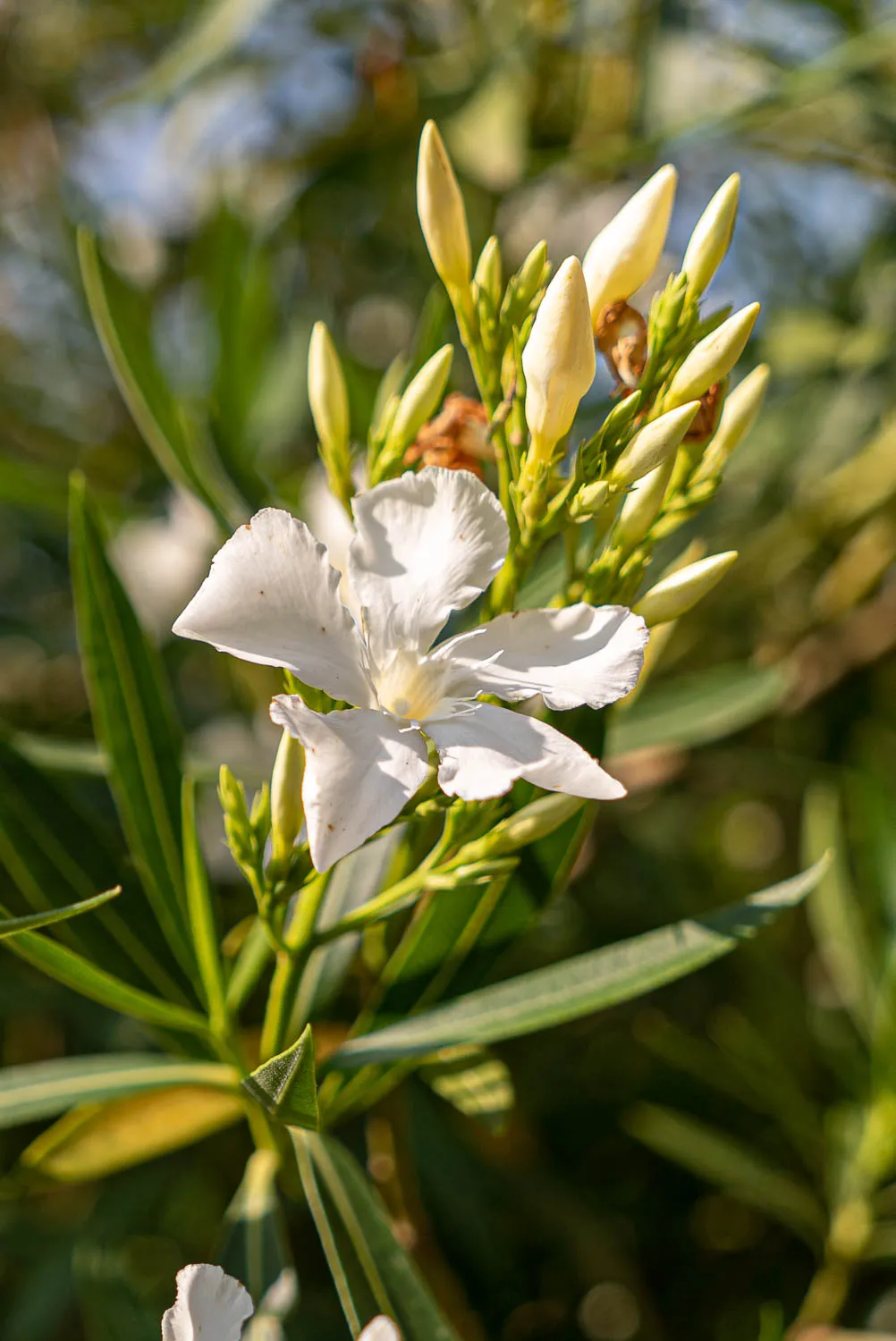 Weiß blühende Pflanze mit grünen Blättern und Knospen im Garten