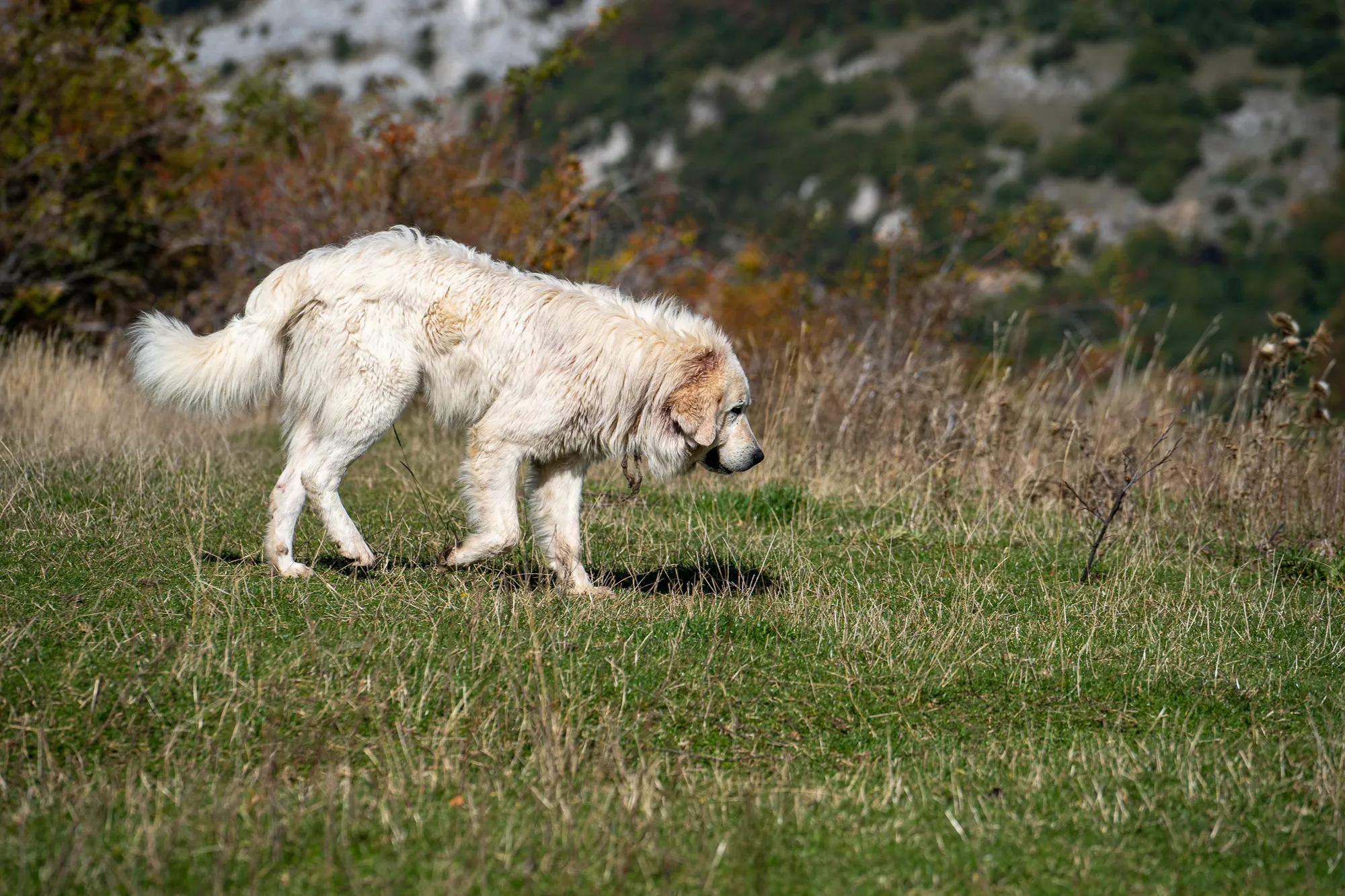 weißer hund geht durch grünes grasland mit bewaldeten hängen im hintergrund