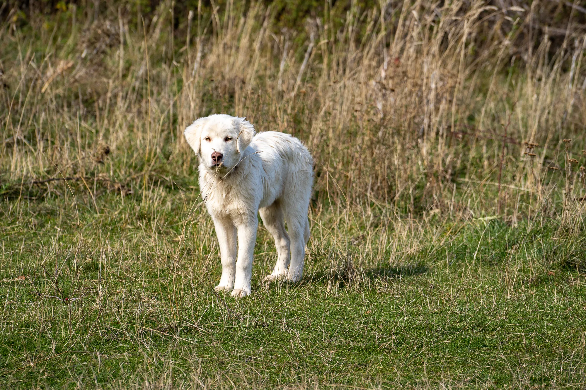 weißer hund steht im grünen gras mit trockenem hintergrund