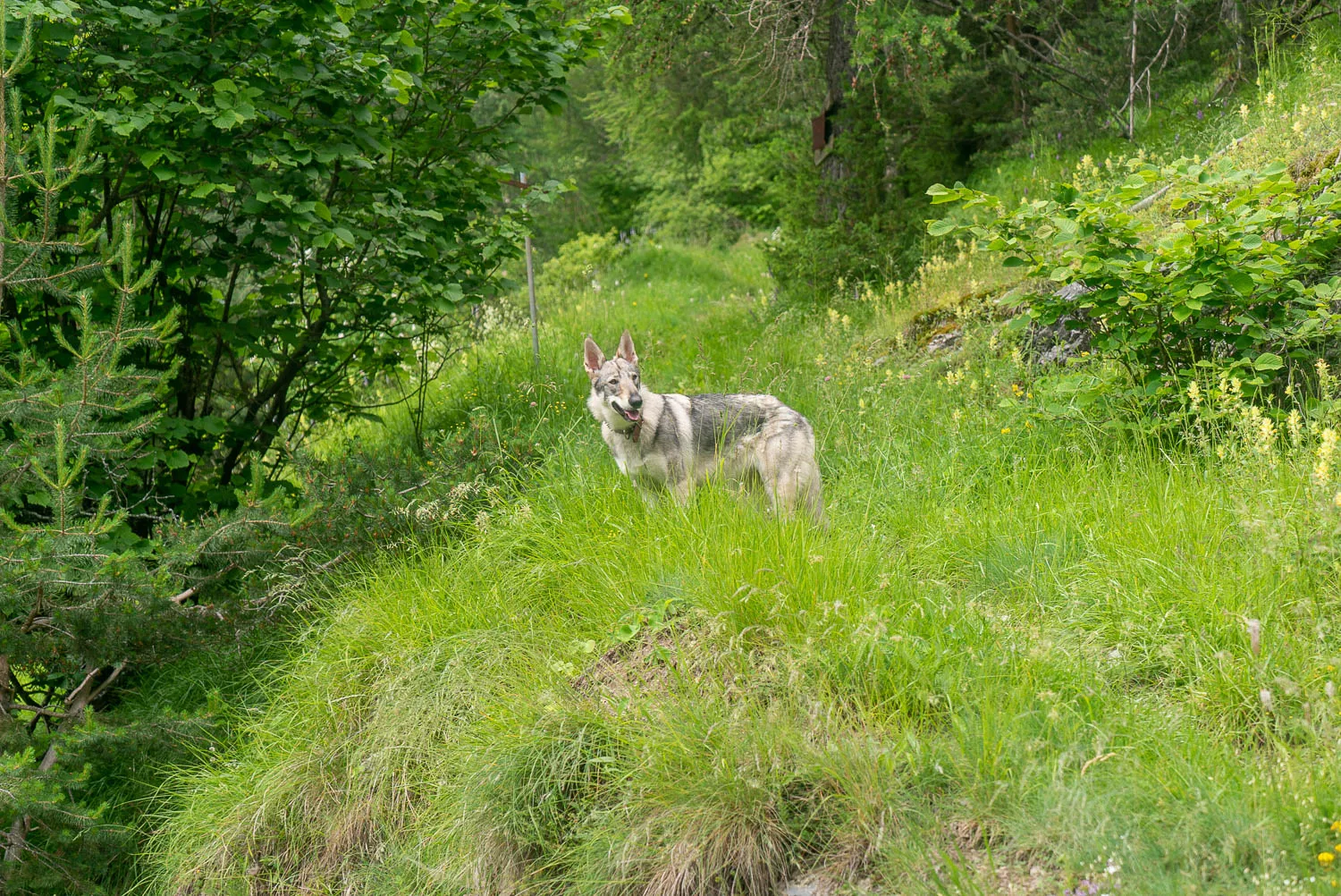 Wolf steht im grünen Gras zwischen Bäumen und Sträuchern
