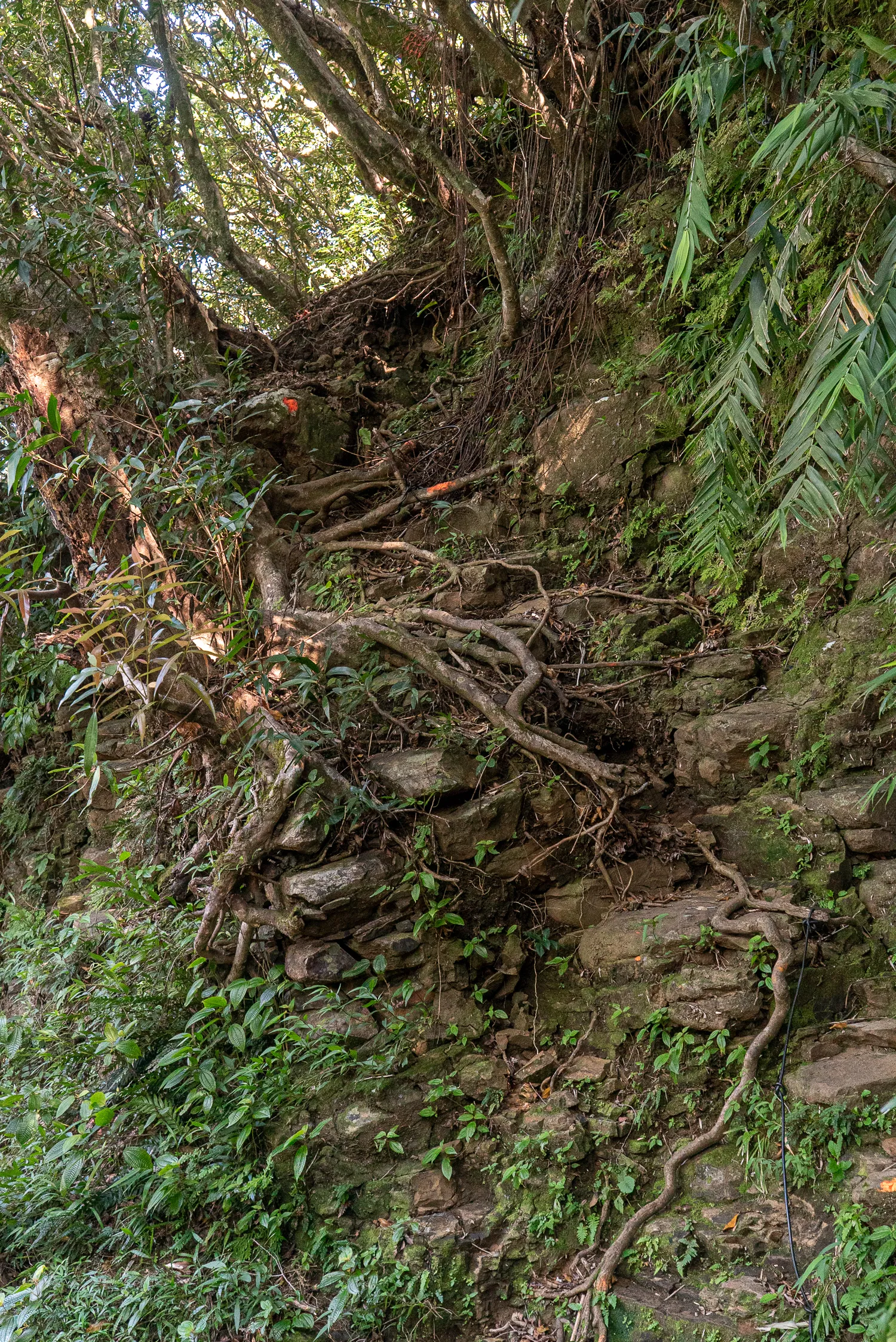 Wurzeln und Felsen in dichtem Wald