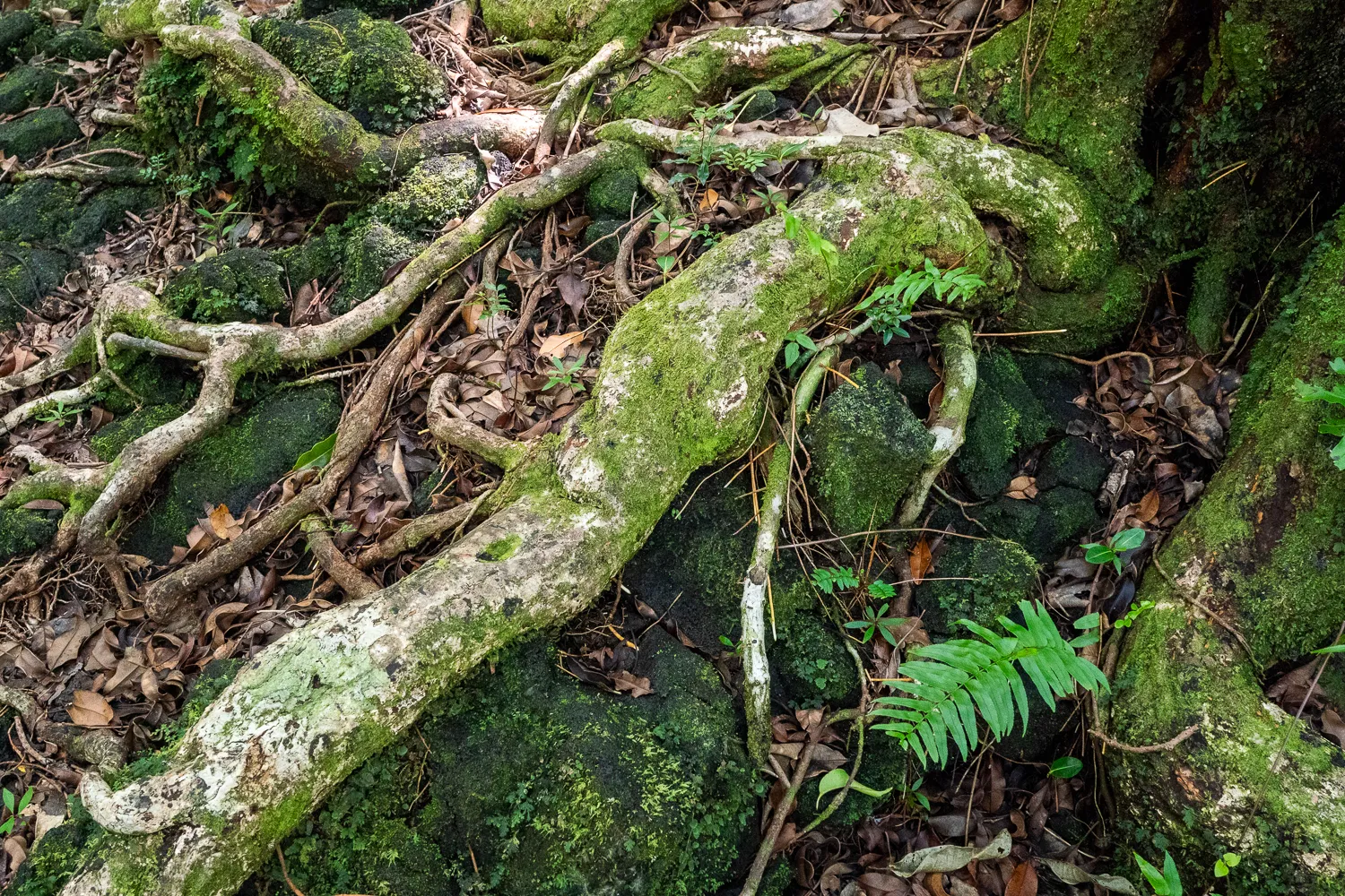 Gewundene Wurzeln mit Moos und Farn auf dunklen Steinen im Wald