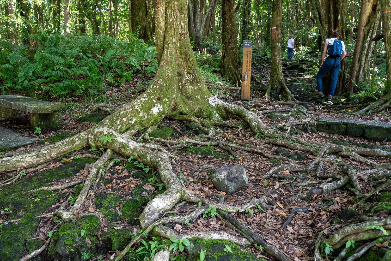Waldweg mit großen Wurzeln und Moos, Wanderer im Hintergrund