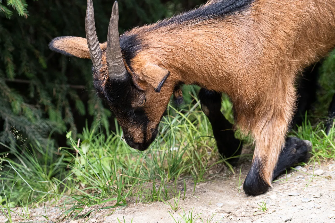Ziege mit Hörnern frisst Gras im Wald