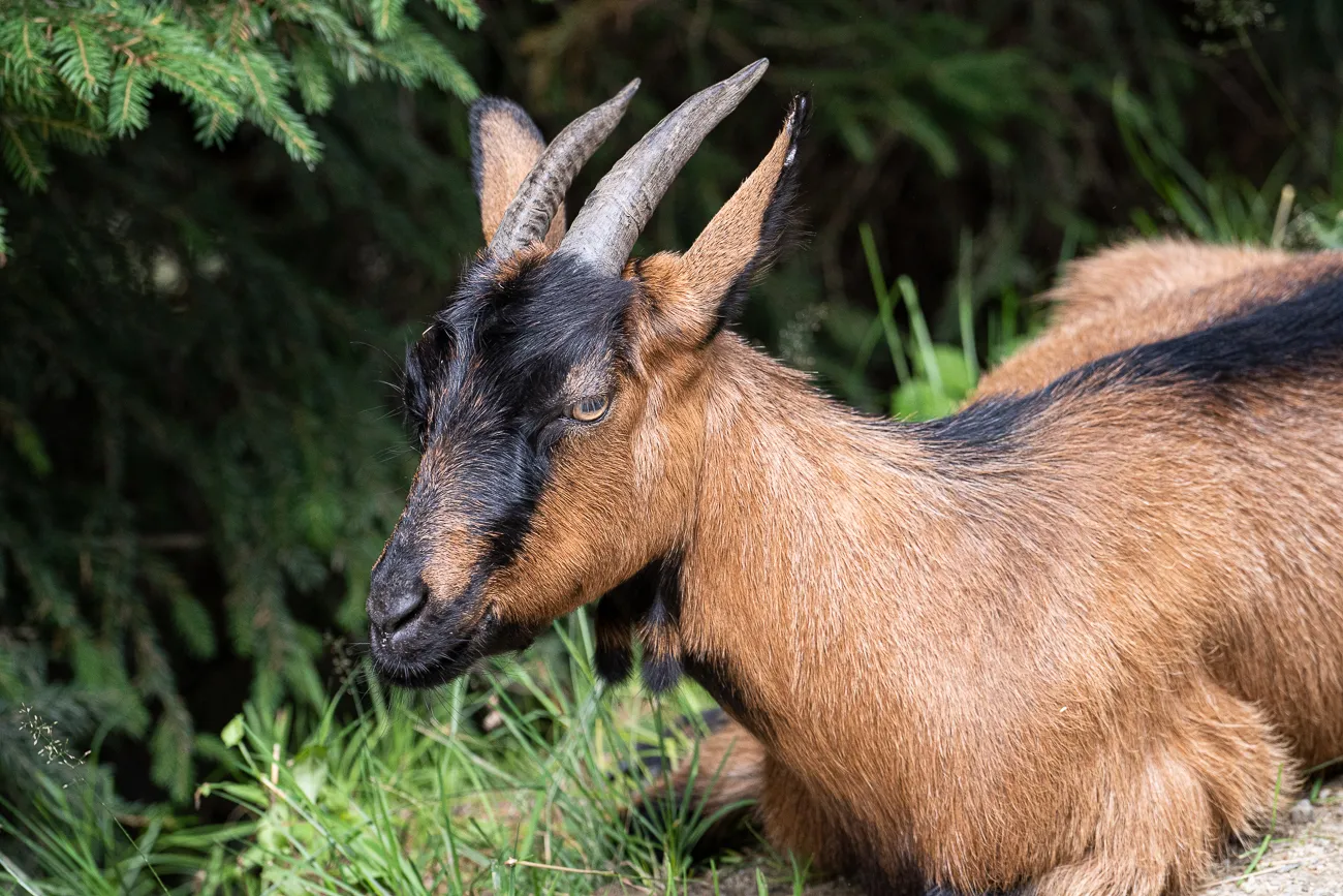 Ziege mit Hörnern liegt im Gras vor grüner Vegetation