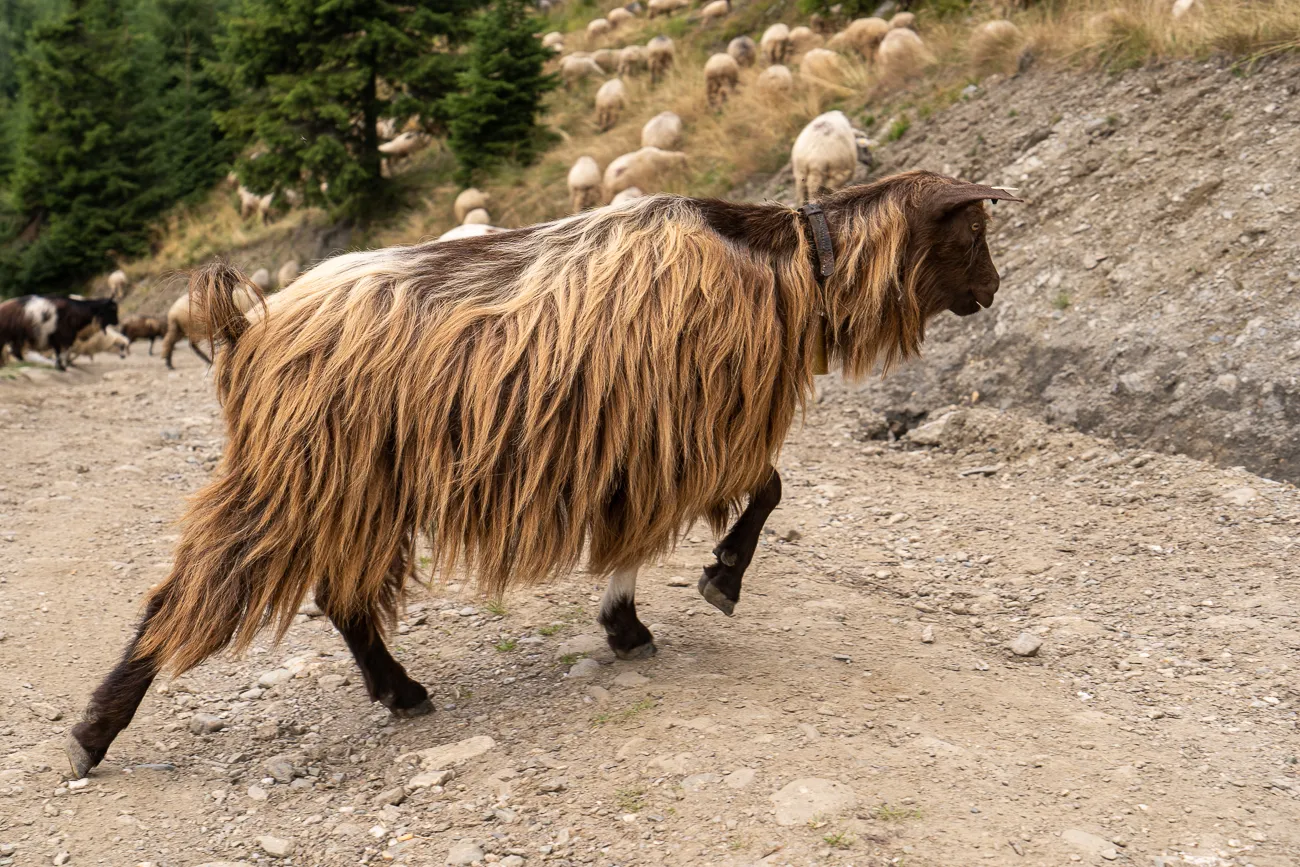 Langes, braunes Fell, dunkle Beine, trägt Halsband, geht auf steinigem Pfad