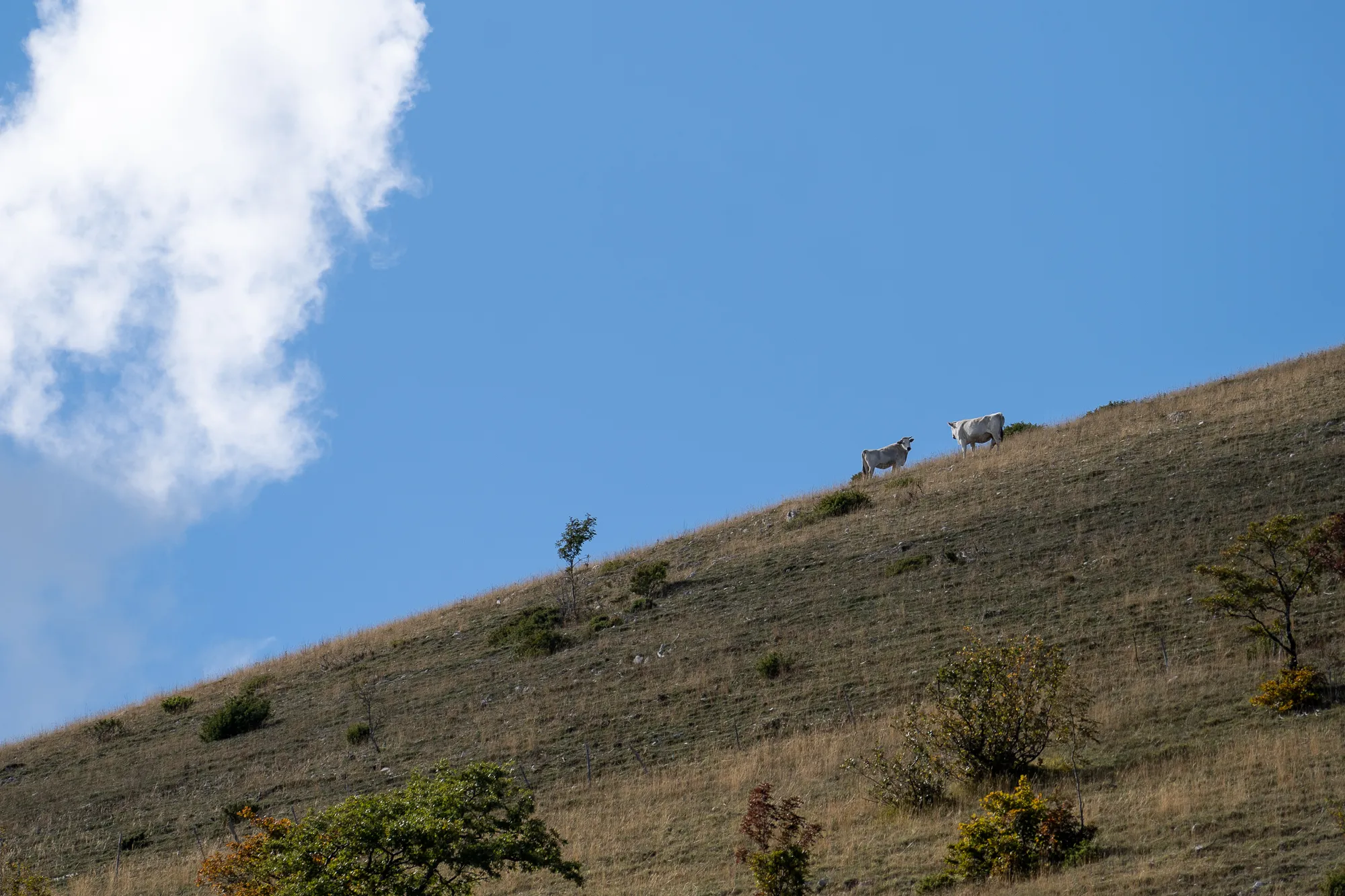 zwei weiße kühe grasen auf grasbewachsenem hügel unter blauem himmel