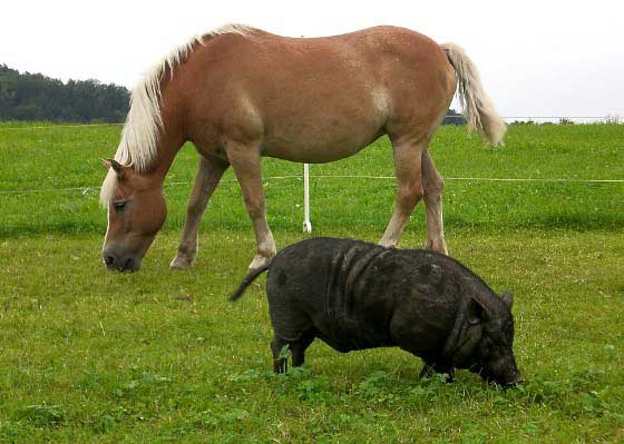 Pferd mit Freund