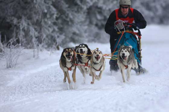 Schlittenhunderennen